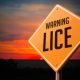 warning of lice