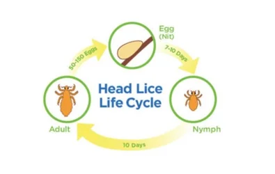 head lice life cycle chart